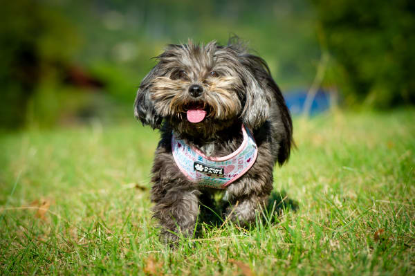 Dog 2